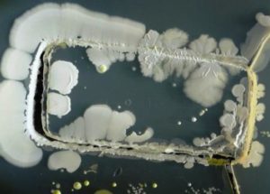 Smartphones Are The Filthiest Objects We Use On A Daily Basis