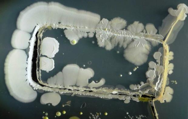 Smartphones Are The Filthiest Objects We Use On A Daily Basis