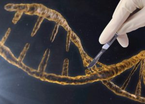 World Health Organization To Study Health Impact Of Gene Editing