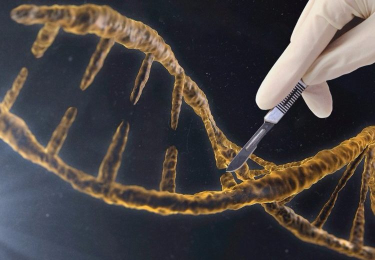 World Health Organization To Study Health Impact Of Gene Editing