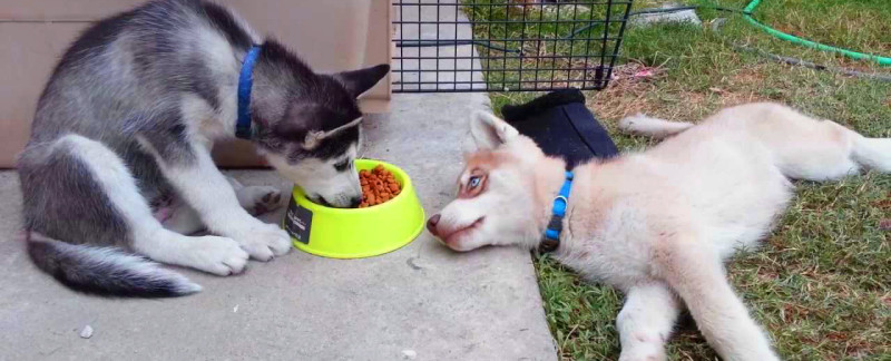 How Much Food Do Siberian Huskies Eat?