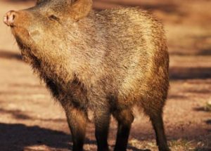 Tennessee Finding: Scientists Discover Fossils Of Pig-Like Creatures