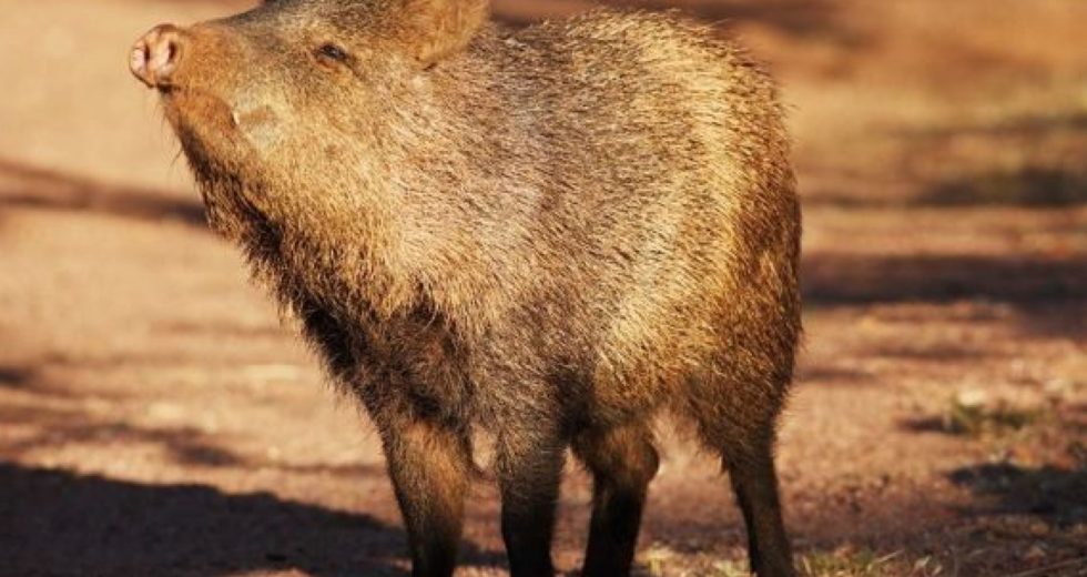 Tennessee Finding: Scientists Discover Fossils Of Pig-Like Creatures