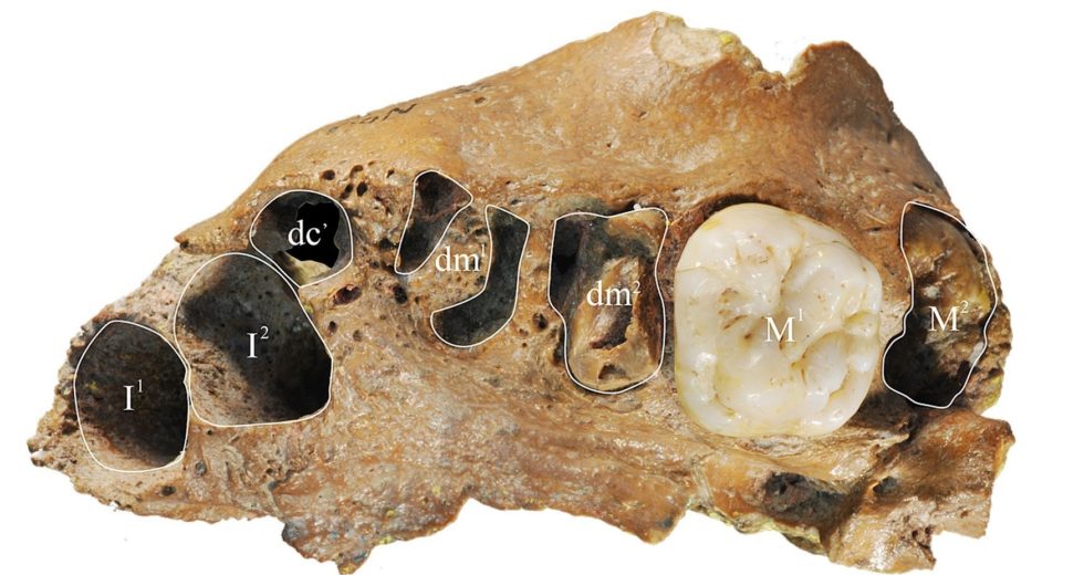 Ancient Human Found in China Presents Modern Dental Growth