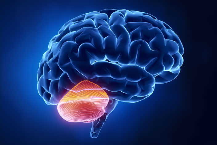 Cerebellum Is Influencing Addictive and Social Behavior