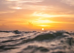 Ocean Warming Is Causing Starfish Species Death