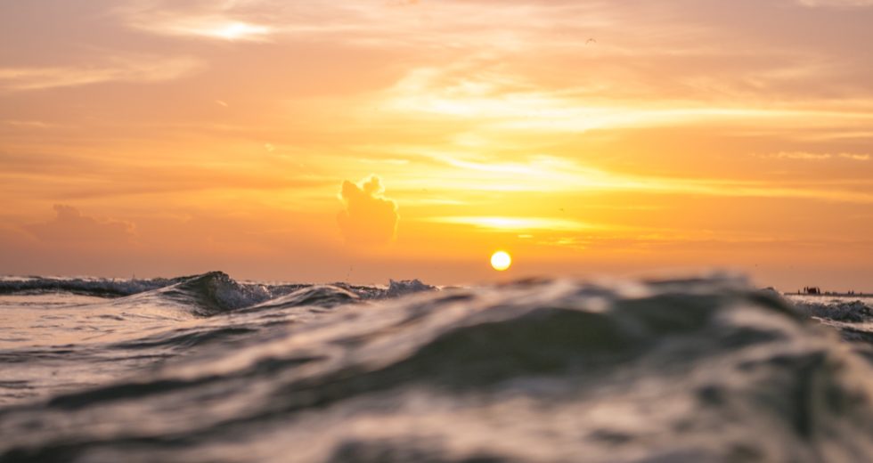 Ocean Warming Is Causing Starfish Species Death