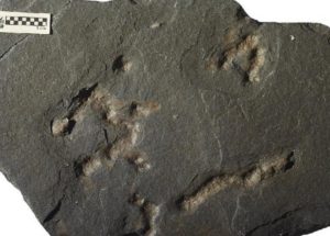 This 2-Billion-Year Old Fossils Might Belong To The First Moving Organisms On Earth