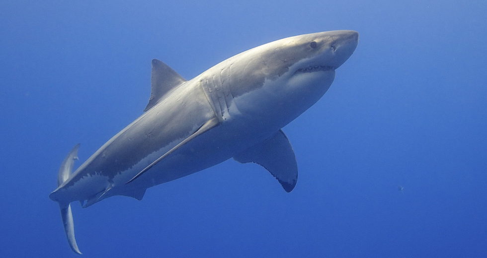 Can Scientists Find A Cure For Cancer With The Help Of The Great White Shark Genome?