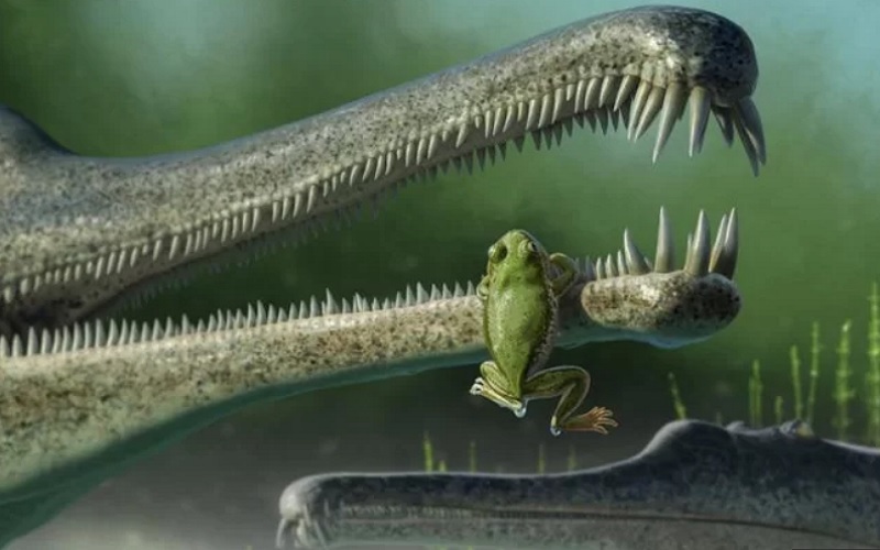 Ancient Frog Relative Found In North America