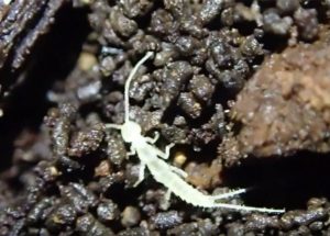 This Newly-Found Insect In Canada Survived The Last Ice Age