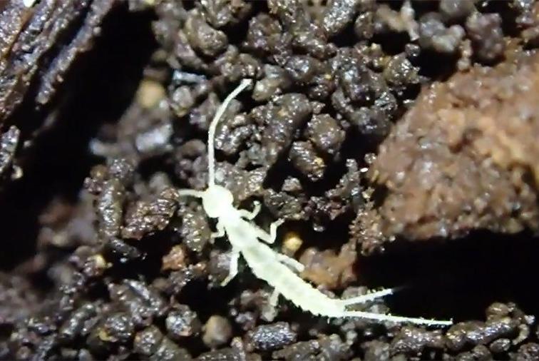 This Newly-Found Insect In Canada Survived The Last Ice Age
