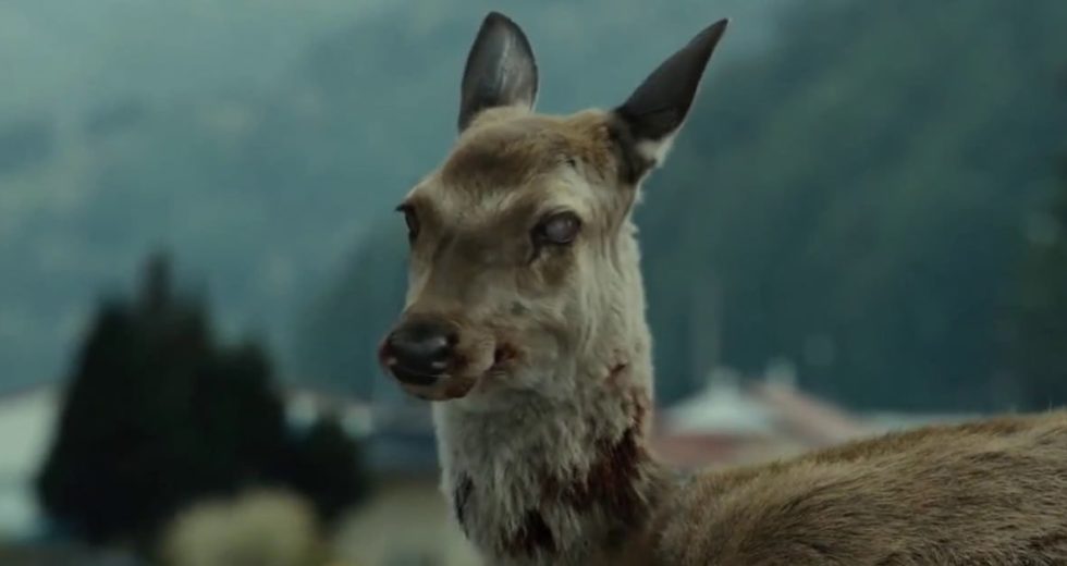 “Zombie Deer Disease” Spread Across Canada, And It Might Also Affect Humans