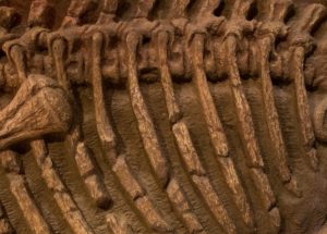 “The Antarctic King” Is An Ancestors Of Dinosaurs – What Is He Exactly?