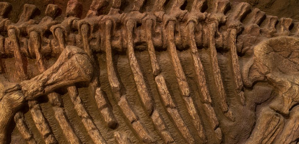 “The Antarctic King” Is An Ancestors Of Dinosaurs – What Is He Exactly?