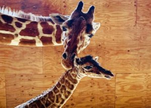 April The Giraffe Gave Birth To A Male Calf