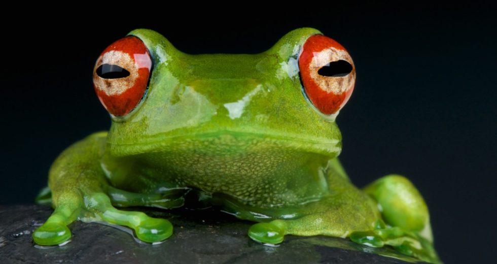 Bacteria From Frog Skin Might Help Humans Fight Fungal Infections