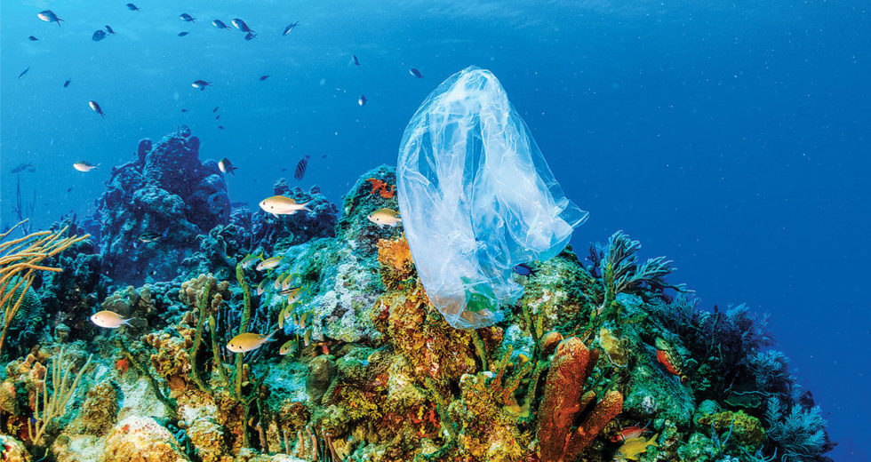 Coral Reefs Are Now In Danger Of Getting Diseases Caused By Plastic Pollution In The Oceans