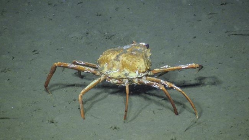Crabs Adapt To Climate Change By Feeding On Methane