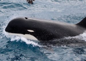 New Killer Whale Species Spotted Off The Coasts Of Southern Chile