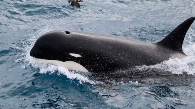 New Killer Whale Species Spotted Off The Coasts Of Southern Chile