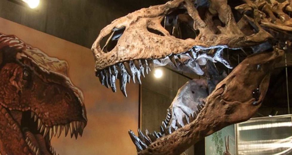 This T-Rex Is the Largest Specimen Ever Known, And Scientists Found It In Saskatchewan