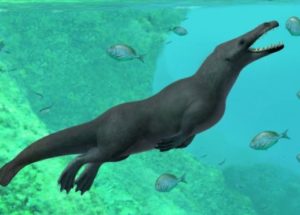 Ancient Whales With Four Legs Are The Ancestors Of Modern Cetaceans