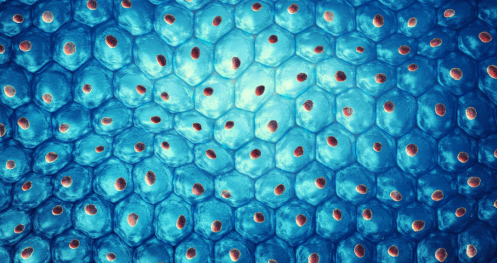 New Device Could Speed Up Damaged Tissues Regrowth