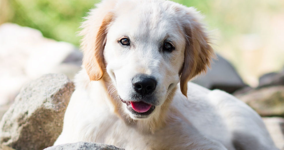 The CDC Issues a Ban on Dogs From 113 Countries