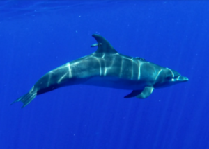Dolphins With Alzheimer’s Disease Hallmarks Washed Up On Beaches In Florida And Massachusetts