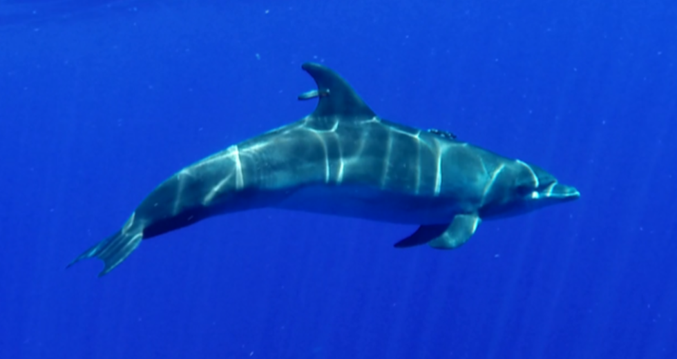 Dolphins With Alzheimer’s Disease Hallmarks Washed Up On Beaches In Florida And Massachusetts