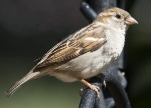 Global Warming Is Threatening Sparrow Species Around The World