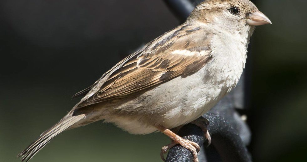 Global Warming Is Threatening Sparrow Species Around The World