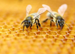 Wild Bee Species Crucial to Pollination Are In Decline