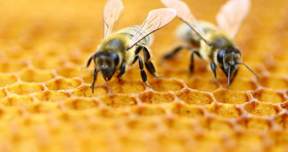 Wild Bee Species Crucial to Pollination ​Are In Decline