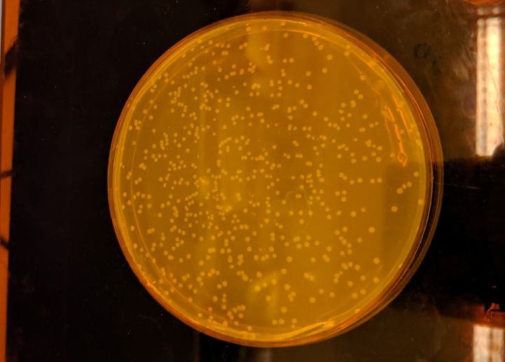 Scientists Use A Synthetic Form Of DNA To Create Artificial Life
