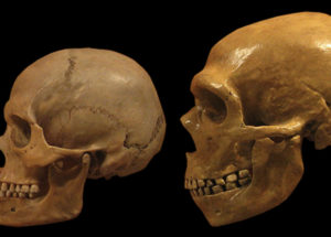 Ancient Human Fossil Suggests That The Ancestor Of Modern Humans Did Not Emerge In South Africa