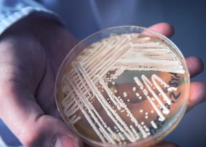 Deadly Drug-Resistant Pathogen Emerged In Canada