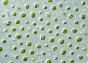 Microalgae To Play An Essential Role in Life Support in Space