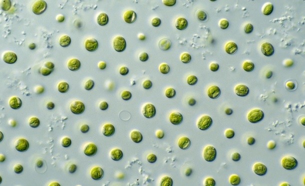 Microalgae To Play An Essential Role in Life Support in Space