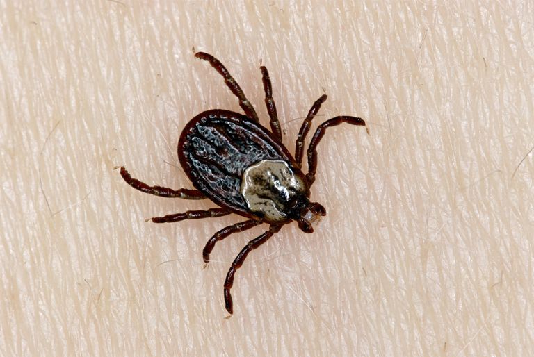 Niagara Region Reports Increase Of Lyme Disease-Carrying Ticks