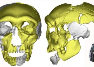 Pleistocene Ancient Human Skull Shed More Light On Human Evolution