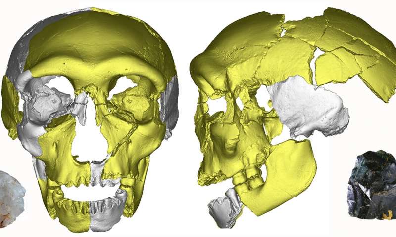 Pleistocene Ancient Human Skull Shed More Light On Human Evolution