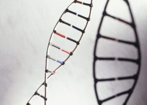 Scientists Deciphered the Unreachable Parts of Centromeres