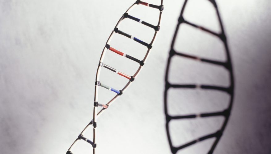 Scientists Deciphered the Unreachable Parts of Centromeres