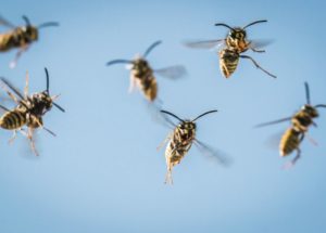 Scientists Observed Logical Thinking In Wasps