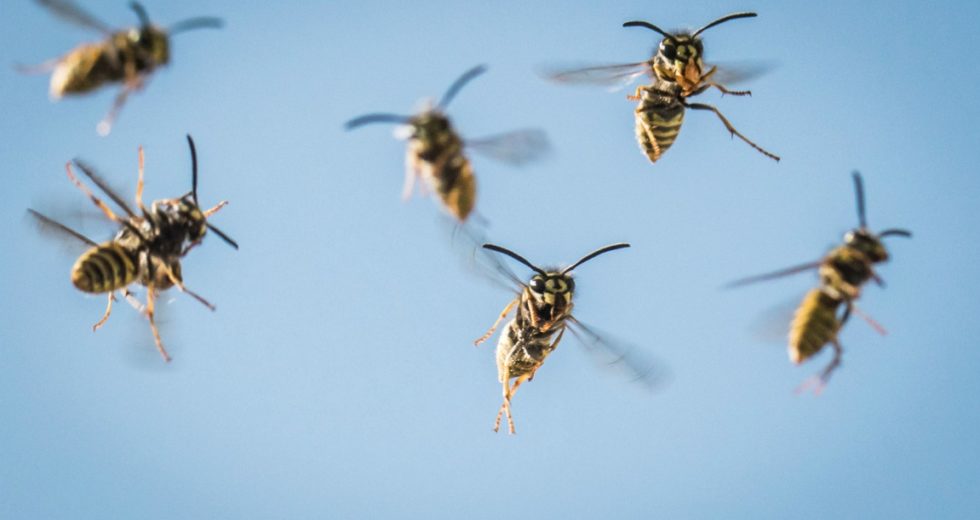 Scientists Observed Logical Thinking In Wasps