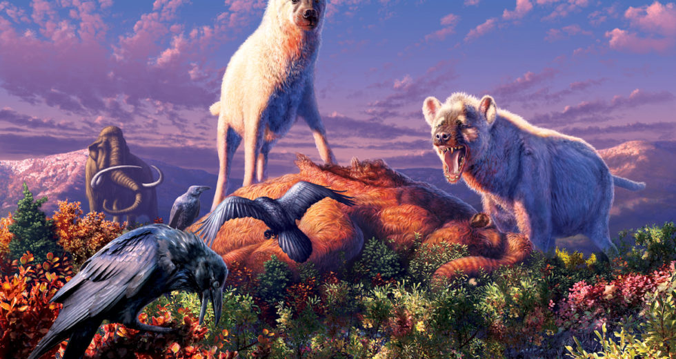Fossilized Teeth Are Showing that Hyenas Wondered Canada’s Arctic Fields 
