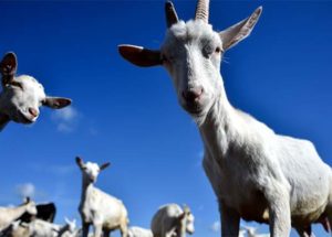 Goat Milk-Based Formula Promotes Gut Health For Infants
