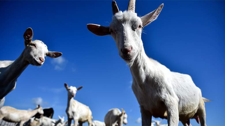 Goat Milk-Based Formula Promotes Gut Health For Infants